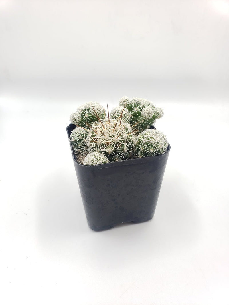 #7C Mammilaria Gracilis fragilis pencil eraser 2"