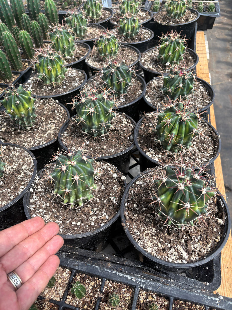 #EC154 Variegated Ferocactus Cactus in 6” container