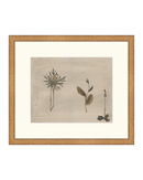 Botanical Thoughts IV