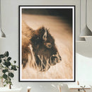Bison Portrait Wall Art Canvas Print – Framed Western by MyGreatCanvas | Canvas Wall Art Prints | Photo Prints & Wall Decor