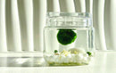 Marimo Moss Ball Aquarium Glass Terrarium Designer 4.5" Home Decor and Office Decor