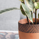 5.5 inch Clay-Black Color Modern Pot