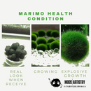 Marimo Moss Balls For Aquarium 2-3 Year 3-4cm Moss Balls: 5/10/20/50PCS Kokedama Japanese Algae Ball Wholesale