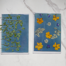 Cyanotype Kit