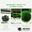 Large Marimo Moss Ball 1 pc 4-5cm LIVE Marimo Moss Ball - Japanese Algae Ball