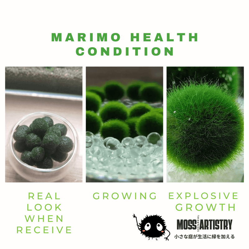 Marimo Moss Balls For Aquarium 5PCS Multiple Size Moss Ball Aqua Plant Pet Bulk Sale - Kokedama Japanese Algae Ball Wholesale