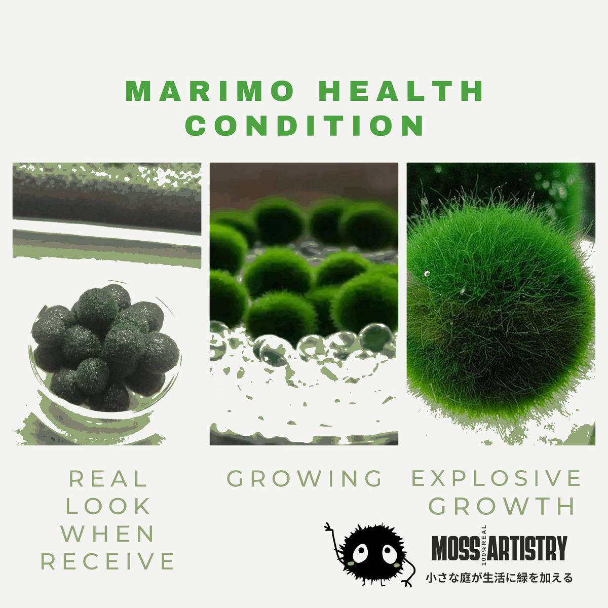 Marimo Moss Ball Aquarium 6-12 Month 0.8-1.5cm Marimo Moss Balls: 5/10/20/50PCS, photo 7 of 17