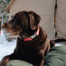 Dog Bed by White Duck Outdoors