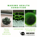 Live Marimo Moss Ball Aquarium 6PCS Set Kokedama Ball for 20 Gallon Aquarium