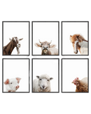 Farm animal portrait