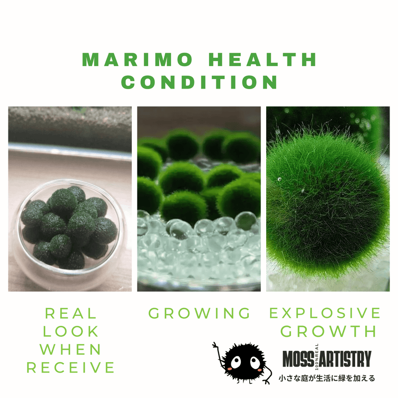 Marimo Moss Balls For Aquarium 50PCS Wholesale Multiple Size Moss Ball Aqua Plant Pet Bulk Sale - Kokedama Japanese Algae Ball Wholesale