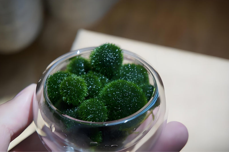 Must-have Large 1.5cm Marimo Moss Ball - Round and Grow Slow