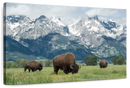 Grazing Teton Bison Wall Art