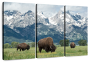 Grazing Teton Bison Wall Art