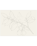 Lemon Branch Drawing