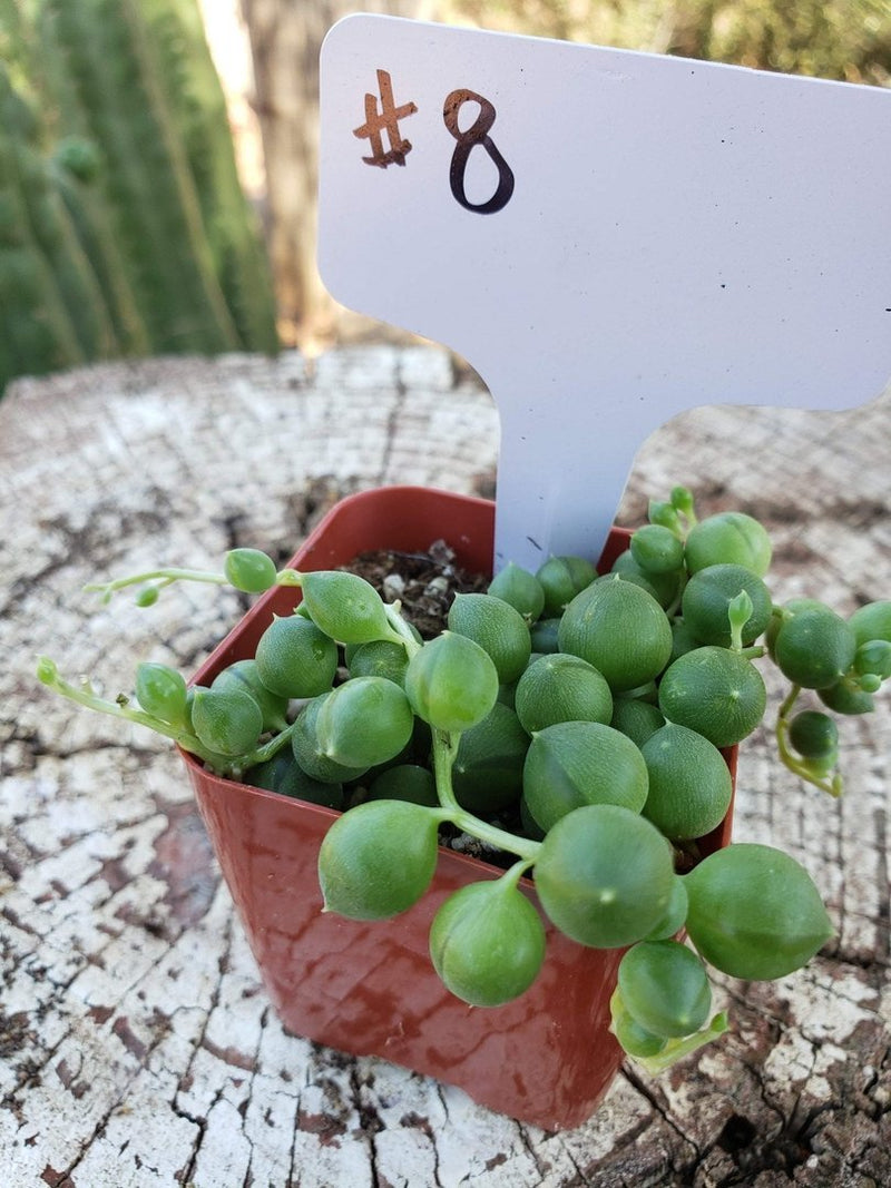 #8 Senecio String of Pearls