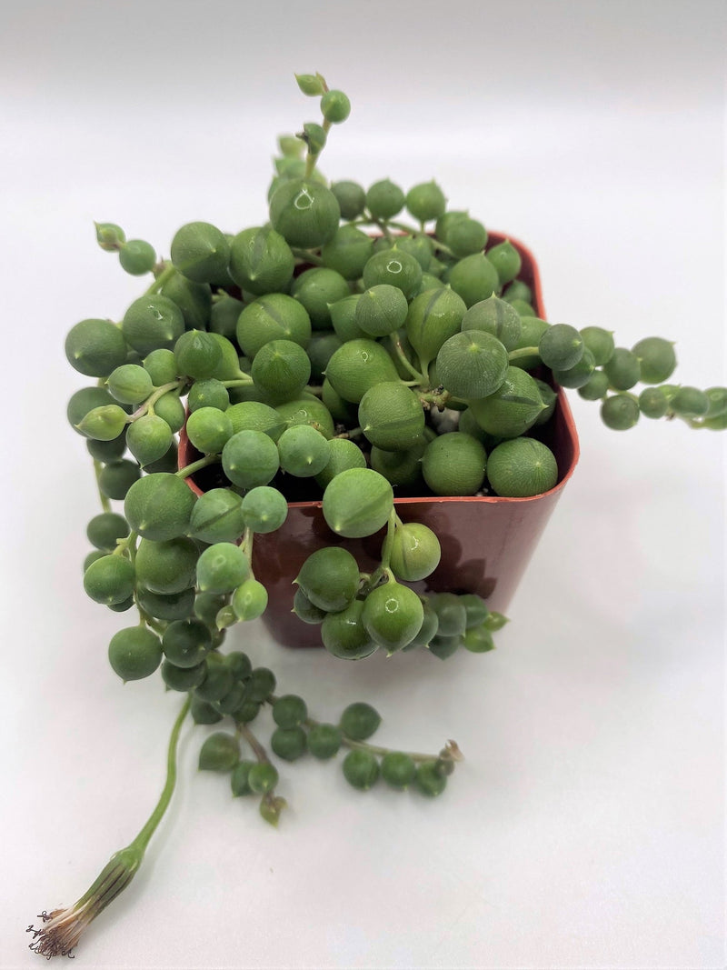 #8 Senecio String of Pearls