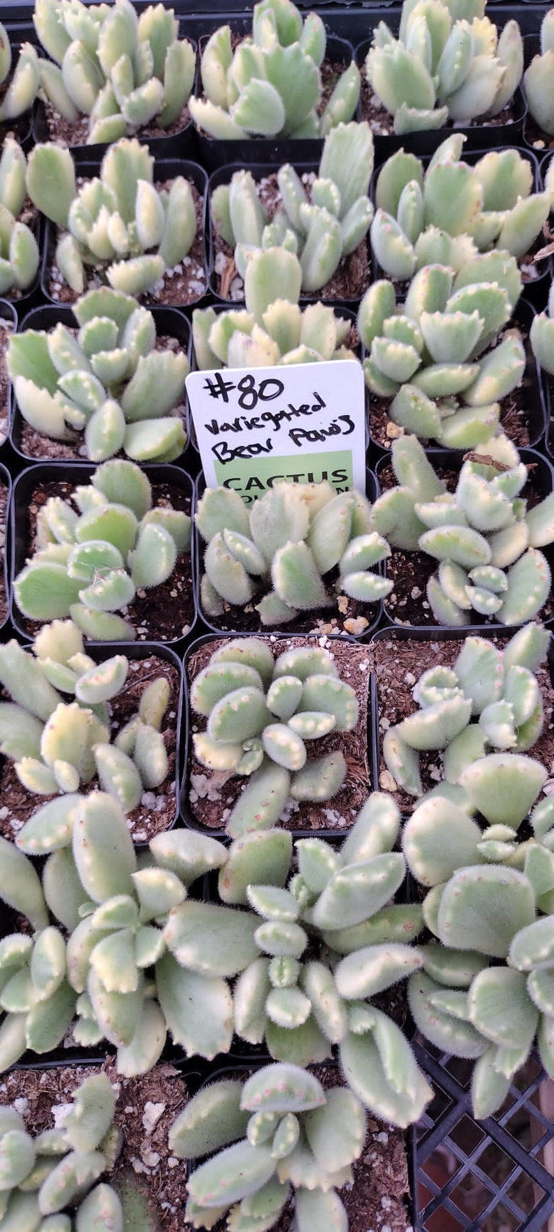 #80 Bear Paws Variegated