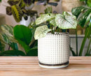 D'vine Dev 6 Inch Ceramic Beaded Stoneware Planter Pot - Flower Pot with Drainage Holes and Saucers for Indoor Succulent Plants or Flowers, Smoked White, 27-C-X-1 by GreenHaven Gardens