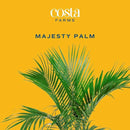 Costa Farms Majesty Palm Live Plant, Indoor and Outdoor Palm Tree, Potted in Plant Pot and Soil, Tropical Floor Houseplant, Housewarming, Patio, Balcony, Office, Home, and Room Decor, 3-4 Feet Tall by GreenHaven Gardens