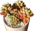 Sedum Caviar Rare Live Succulent Plants, Pink Cluster 3 Live Plant, Package Without Pot Soil, Garden Indoor Office Desk, Wedding Party Baby Shower Decoration, Friend Plant Lovers Gifts by GreenHaven Gardens