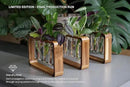 Source & Plot - Plant Propagation Station - Acacia Wood Stand 4 Glass Test Tube Hydroponic Tabletop Rooting Terrarium Planter Rack Home and Office Decor - Last Batch by GreenHaven Gardens