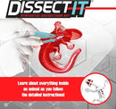 Dissect-It Kit for Kids, Simulated Synthetic Lab Dissection Toy, Salamander STEM Toys for Animal Science, Biology, and Anatomy by TinyTreasures Baby Boutique