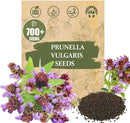 Premium Prunella Vulgaris Seeds - 700+ Non-GMO Self Heal Herb Seeds for Planting - Heirloom Medicinal Herb, Attracts Pollinators - Easy to Grow for Garden, Indoors or Outdoors (Prunella vulgaris) by GreenHaven Gardens