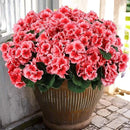 Hananona Artificial Geranium Flowers for Outdoors Geranium Silk Flowers Outdoor UV Resistant Garden Plants Faux Flowers for Home Kitchen Table Centerpieces Decor (12, Peach) by CozyNest Decor
