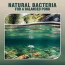 Webb's Water Gardens Microbe-Lift PL Beneficial Bacteria for Ponds and Water Features - Ideal for Wildlife and Aquatic Pets, 1.05 gallons by GreenHaven Gardens
