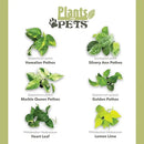 Plentiful Pothos & Philodendron (6-Pack), Pothos Live Plant Decor, Office Plants, Real Plants, Easy Indoor Plant, House Plants Indoors Live Plants Indoor Plants Live Houseplants by Plants for Pets by GreenHaven Gardens