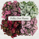 Polka Dot Plant Collection (4-Pack) - House Plants Indoors Live, Air Purifying Live Indoor House Plants, (Red, White, Rose, and Pink) Indoor Plants Live houseplants. by GreenHaven Gardens