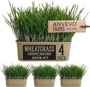 Organic Wheatgrass Premium Grow Kit 4 Pack | Whetagrass Juice | Catgrass | Non GMO Mixed Seeds | Wheatgrass Shot by GreenHaven Gardens
