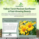 Outsidepride Yellow Torch Mexican Sunflower Seeds - 1000 Pcs Annual, Easy-to-Grow, Yellow Tithonia Speciosa Flower Seeds w/Drought-Tolerant Blooms for Pollinator Gardens & Vibrant Summer Landscaping by GreenHaven Gardens