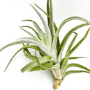 Air Plants - Tillandsia Cacticola, Jumbo 6-9" - 1ct - Live Arrival Guaranteed - House Plants for Home Decor & Gift by GreenHaven Gardens