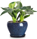 vicrays Ceramic Plant Pots Indoor - 6.5 Inch Planter Pot with Drainage Hole and Saucer for Succulent Orchid Flower Herbs Cactus - Ideal for Gardening Home Desktop Office Decor - Blue by GreenHaven Gardens