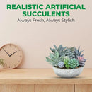 Premium Assorted Artificial Succulent Collection - Large Real Touch Artificial Cactus, Aloe Vera & Succulent Plants Artificial with Pots for Home Office Indoor (Artificial Glass - Pot) by CozyNest Decor