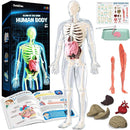GobiDex Human Body Skeleton Model Kits, 40 Piece Anatomy Figure,Glow in The Dark Bones Interactive Science Kit, STEM Educational Toys for Boys and Girls, Halloween Physiology Gifts for Kids Ages 8+ by TinyTreasures Baby Boutique
