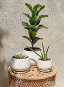 LE TAUCI Ceramic Plant Pots, 4.1+5.1+6.5 inch, Set of 3, Planters with Drainage Hole and Saucer, Indoor Flower Pot with Hole Mesh Pad, Gifts for Mom, White by GreenHaven Gardens