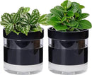 Phoenix Vine 6 Inch Self Watering Planter Pot, Black Terracotta Clay Pot with Glass Reservoir for Indoor Plants, Herbs, Flowers, Set of 2, 52-C-F-2 by GreenHaven Gardens