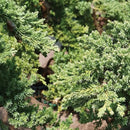 Brussel's Bonsai Live Green Mound Juniper Bonsai Tree - Medium, 5 Year, 6 to 10 Inches - Outdoor Bonsai Tree Live with Water Bonsai Pot (Not Sold in California) by GreenHaven Gardens