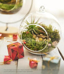 15-Piece Terrarium Kit with Live Moss – DIY Glass Globe Set with Tools, Soil, Stones & Spray Bottle – Indoor Mini Garden Gift for Plant Lovers, Home Decor & Zen Craft by CozyNest Decor