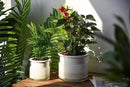 Phoenix Vine 6 Inch 4 Inch Self Watering Planter Pots, Design White Terracotta Pots for Plants, Indoor Cylinder Terra Cotta Pots with Glass Vase Set, 51-B-G-46 by GreenHaven Gardens