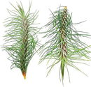 Air Plants - Colombian Tillandsia Funckiana, Large 5" - 2ct - Live Arrival Guaranteed - House Plants for Home Decor & Gift