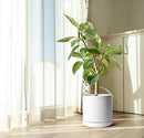 D'vine Dev 12 Inch Ceramic Planter Pot with Drainage Hole and Saucer, Indoor Cylinder Round Planter Pot, White, 94-O-F-1 by GreenHaven Gardens