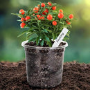 Bonviee 1 Gallon Clear Nursery Pots, 6.7 Inch Plastic Seedling Pots with Drainage Holes, Planters for Indoor Plants and Small Seed Starters, High Transparency Flower Pots with 10 Plant Labels, 20 Pack by GreenHaven Gardens