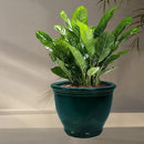 Sunnydaze Studio Large Ceramic Plant Pot - Round Outdoor Glazed Ceramic Planter Pot with Drainage - Dark Green - 18.5 in by GreenHaven Gardens