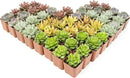 Live Succulents Plants Live Bulk Plant Tray (50 Pack), Bulk Succulents Live Indoor Plants Live Houseplants, Live Plants in Cactus and Succulent Soil Mix, Live Plant Kit Plant Gifts by Plants for Pets by GreenHaven Gardens