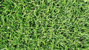 Brownie Brand Majestic Hulled Bermudagrass Seed | Premium Turf Grass for Dense, Drought-Resistant Lawns | Fast-Growing, Heat-Tolerant, Certified Seed for High-Traffic Areas. (25 Pound) by GreenHaven Gardens