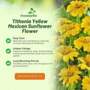 Outsidepride Yellow Torch Mexican Sunflower Seeds - 500 Pcs Annual, Easy-to-Grow, Yellow Tithonia Speciosa Flower Seeds w/Drought-Tolerant Blooms for Pollinator Gardens & Vibrant Summer Landscaping by GreenHaven Gardens